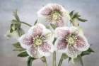 USA, Washington State, Seabeck. Close-up of hellebore blossoms. Art Print